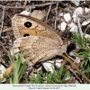 satyrus ferula female1